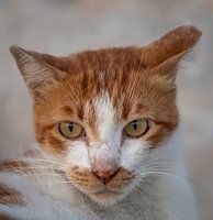 Het gezichts dichte omhooggaande beeld van de kat met wazige achtergrond