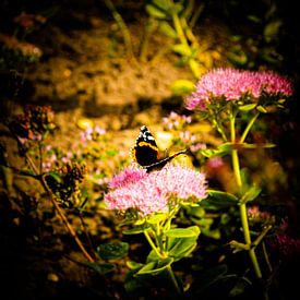 Schmetterling / 1 von Noortje Hagenaars