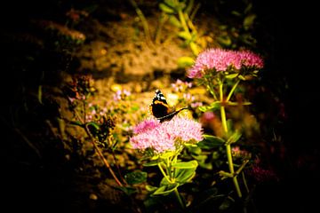 Schmetterling / 1 von Noortje Hagenaars