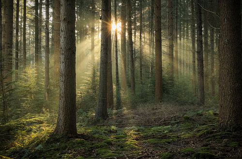 Beautiful atmosphere in the forest