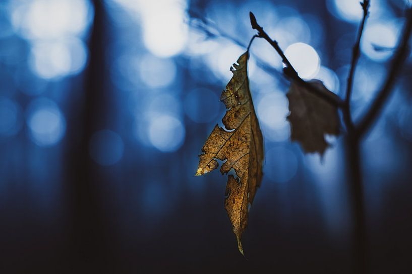Hang in there by audreyhoubenfotografie