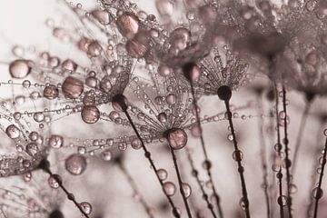 Old pink droplets "dance" with the fluff by Marjolijn van den Berg
