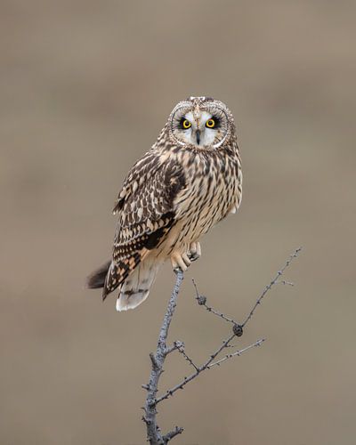 Hibou des marais