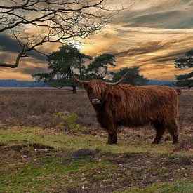 Abendlicht auf Highlander-Rindern . von Brian Morgan