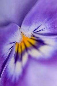 Natürliche Abstraktion: Violettes Veilchen von oben