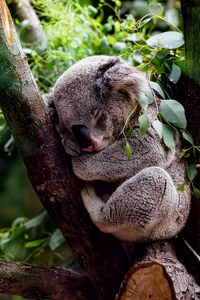 Koala Baby by Truckpowerr