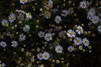 Daisies with special light show