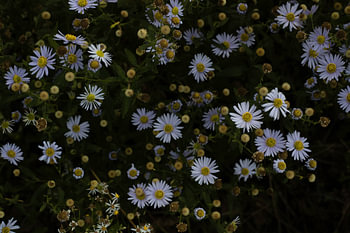 Daisies with special light show