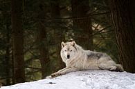 Grijze wolf in ruste van Renald Bourque thumbnail