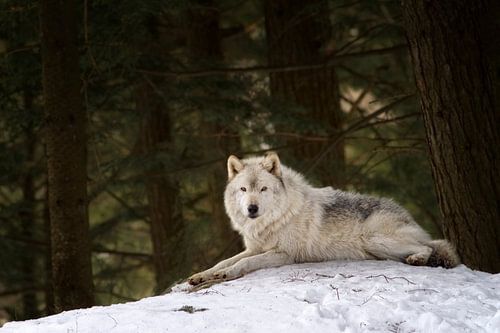 Grey wolf at rest