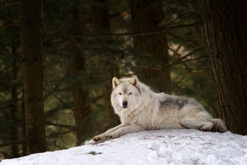 Grijze wolf in ruste van Renald Bourque