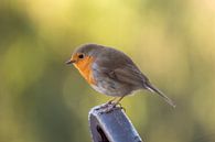 Robin by Cathy Php thumbnail