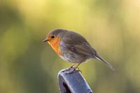 Robin