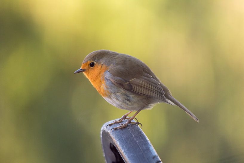 Robin by Cathy Php