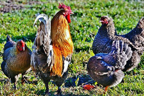 eine Hahn und sein Harem