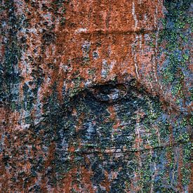 Écorce d'arbre avec œil sur Jan-Willem van Rijn