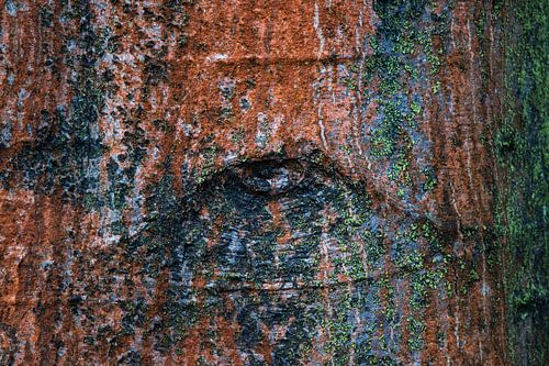 Tree bark with eye