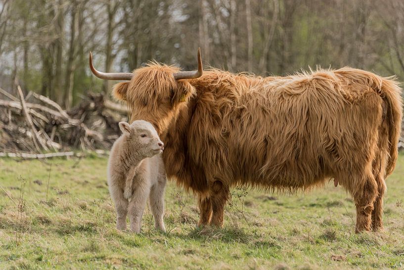 Highlander écossais avec veau, blond par Ans Bastiaanssen