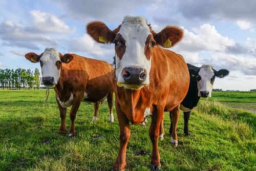 Drie prachtige koeien in de wei