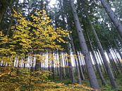 Solo dans la forêt par Lilian Huijben Aperçu