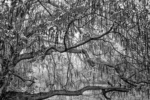 Treurwilg in zwart wit in de winter