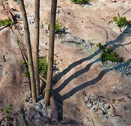Hortus botanicus van Susanne Stoop