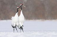 Japanse Kraanvogels van Harry Eggens thumbnail