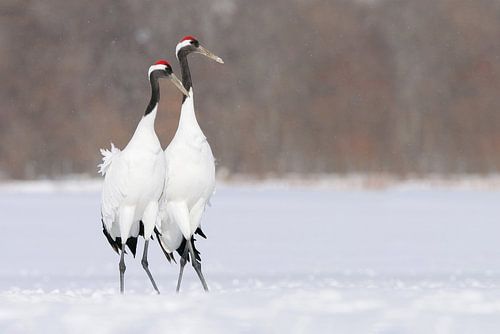 Red Crowned Cranes