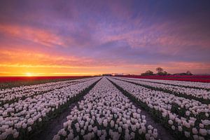 Tulipes blanches avec ciel coloré
