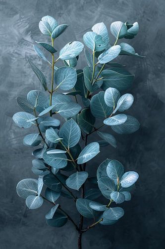 Eucalyptusbladeren met zachte grijze achtergrond