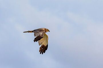 Busard des roseaux (Circus aeruginosus) sur Dirk Rüter