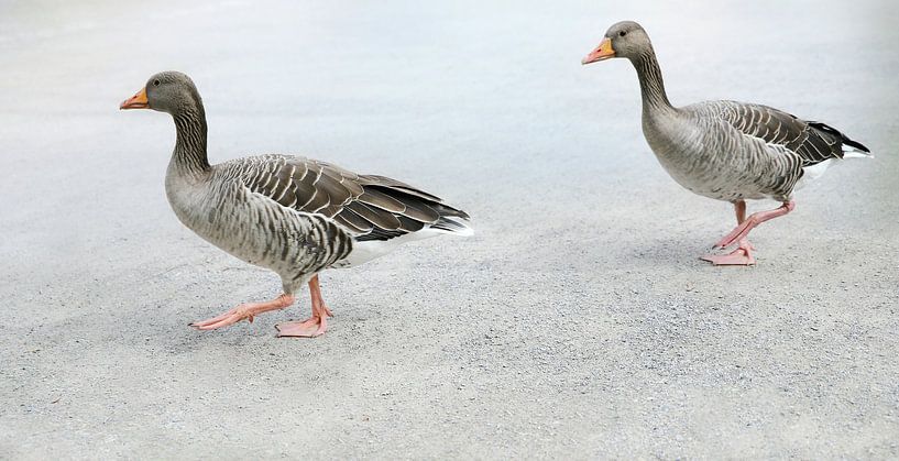 Gänsebraten by Heike Hultsch