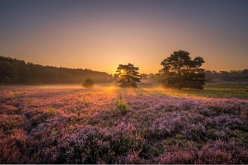 Sunrise at Brunssummerheide / Heather landscape