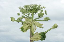 Berenklauw half in bloei