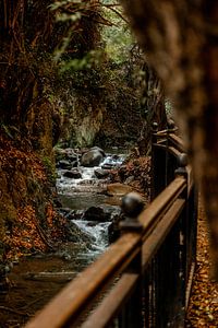 Autumn colours in the forests of Cyprus, near Kakopetria
