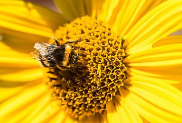 Nahaufnahme einer leuchtend gelben Blüte mit Hummel, die Pollen sammelt von Alex Winter