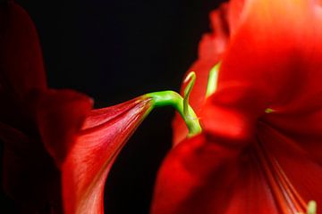 Amaryllis