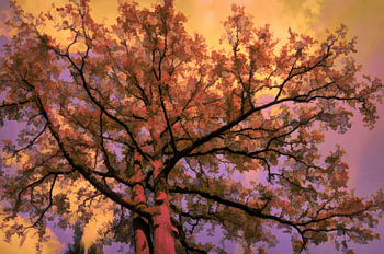 Autumn-Tree