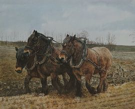 Driespan Zeeuwse trekpaarden van Wim Romijn