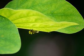 Black-and-yellow treehopper - Colourful miniature from Costa Rica