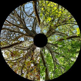 Vier seizoenen boom iris van Peter Bregman