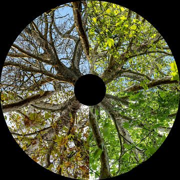 Iris des quatre saisons sur Peter Bregman