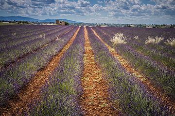lavender field by Menno Janzen