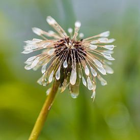 Pluizen van een paardenbloem met waterdruppels van Adri Vollenhouw