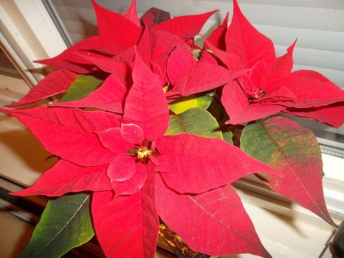Weihnachtsstern Weihnachtsrose Rote Blume Pflanze