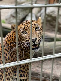 Trapped panther watching its prey by Rick van Roosmalen