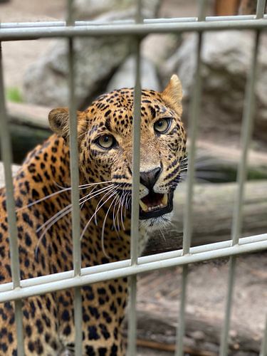 Trapped panther watching its prey