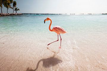 Flamingo wandeling van Claire Droppert
