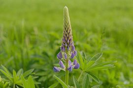 Lupine von Pieter Frans Flameling