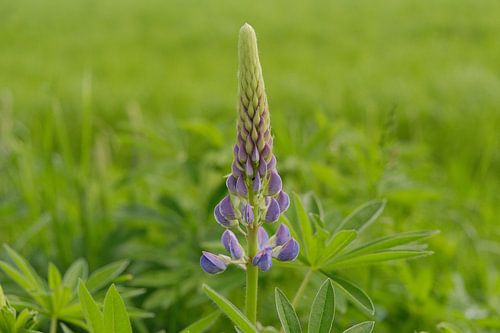 Lupine